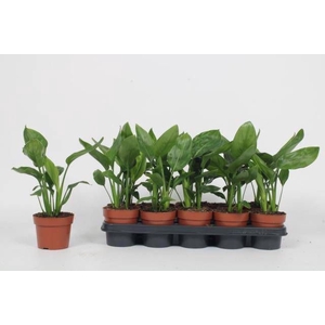 STRELITZIA REGIN BL
