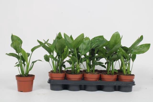<h4>STRELITZIA REGIN BL</h4>