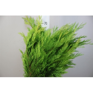 Conifeer Zak Geel 2kg