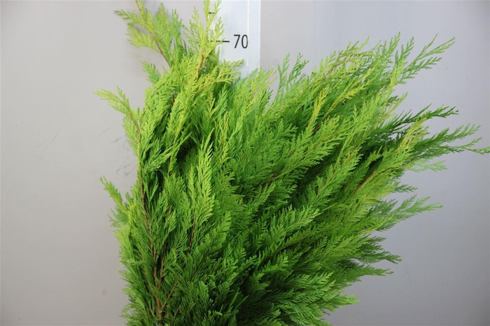 <h4>Conifeer Zak Geel 2kg</h4>