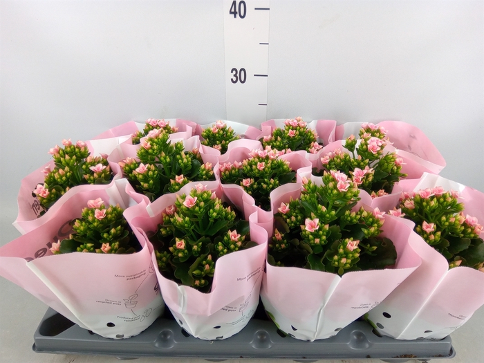 <h4>Kalanchoe   ...</h4>