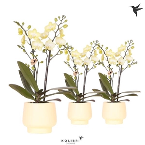 Phalaenopsis Multifloratypes overig geel