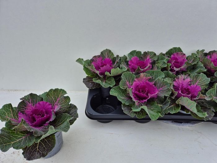 <h4>BRASSICA (SIERKOOL)</h4>