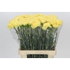 Dianthus St Reina Oro