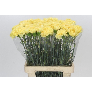 Dianthus St Reina Oro