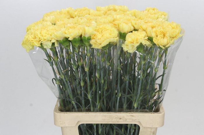 <h4>Dianthus St Reina Oro</h4>