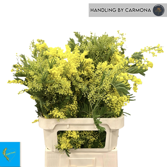 <h4>ACACIA BAILEYA BL BS</h4>