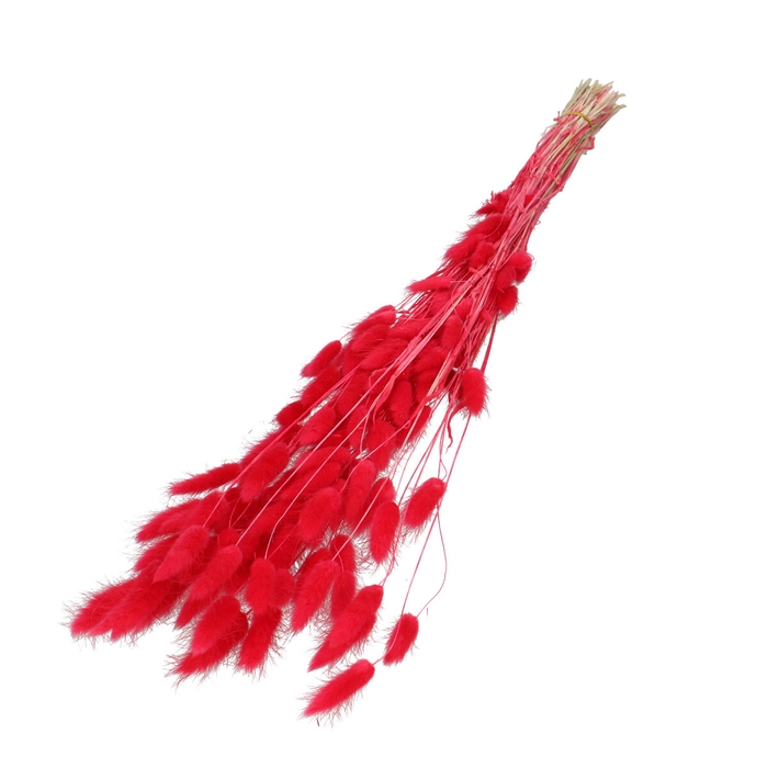 <h4>Dried flowers Lagurus 60cm 50g</h4>