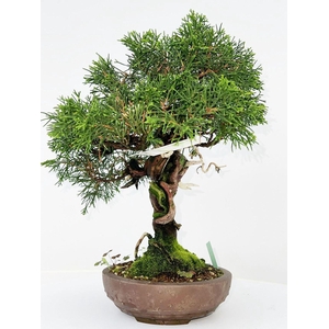 Juniperus chinensis, 16cm., height 40cm. (single item)
