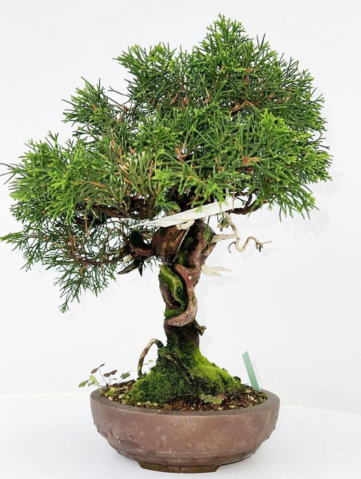 <h4>Juniperus chinensis, 16cm., height 40cm. (single item)</h4>