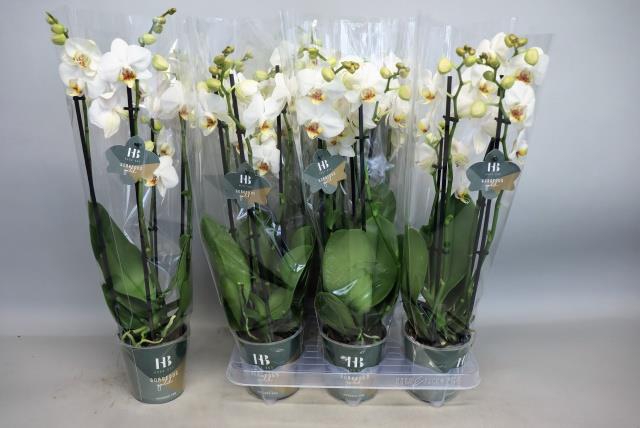 PHAL CONTRAST