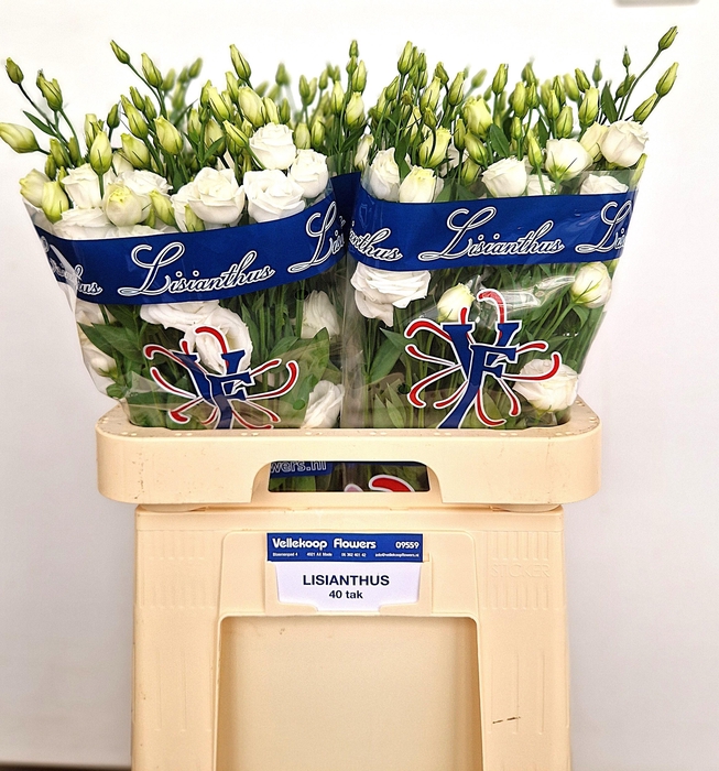 <h4>EUS G ROSI  WHITE</h4>