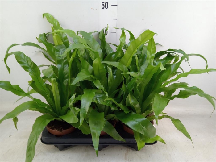 <h4>Asplenium antiquum</h4>