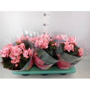 Begonia elat. DU 'Move2Joy Pink'