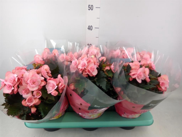 <h4>Begonia elat. DU 'Move2Joy Pink'</h4>