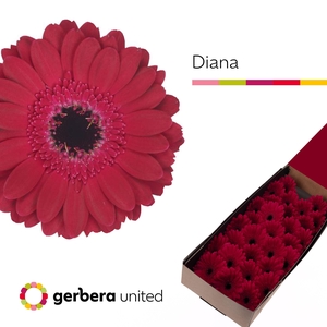 Germini Diana Doos