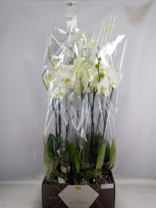 <h4>Phalaenopsis   ...white</h4>