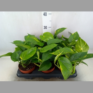 Epipremnum   ...