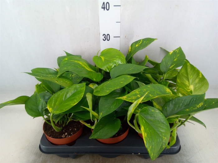 <h4>Epipremnum   ...</h4>
