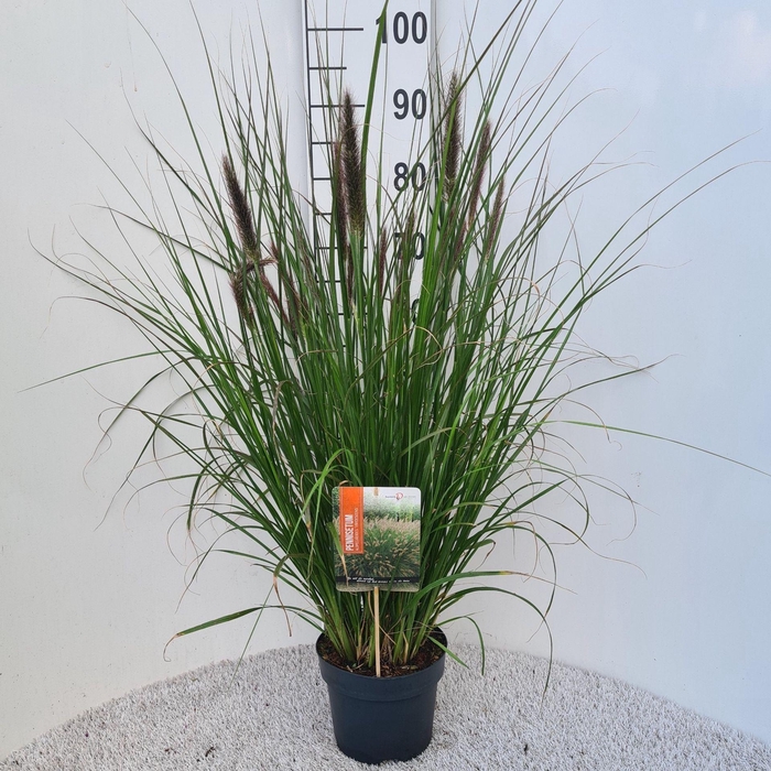 <h4>Pennisetum alopecuroides</h4>