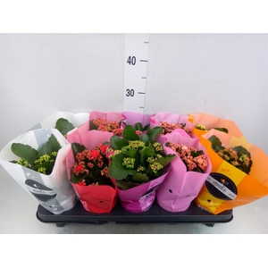 Kalanchoe blos. 'Perfecta'  ..mix 5