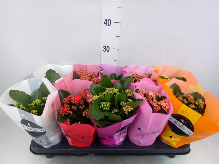 <h4>Kalanchoe blos. 'Perfecta' ..mix 5</h4>
