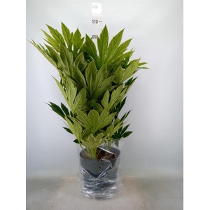 Fatsia japonica 'Variegata'