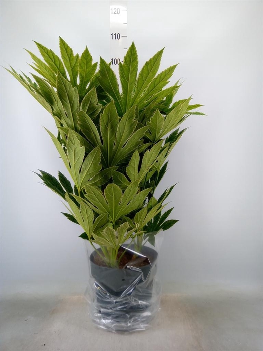 <h4>Fatsia japonica 'Variegata'</h4>