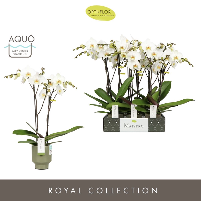 <h4>Phalaenopsis wit meer takken</h4>