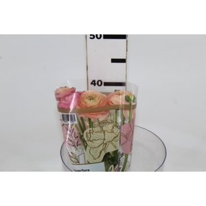 RANUNCULUS SALMONE 040 CM