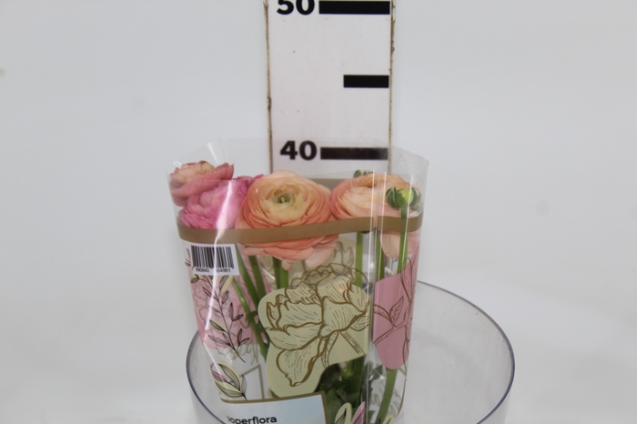 <h4>RANUNCULUS SALMONE 040 CM</h4>