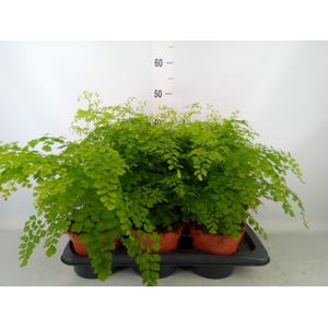 Adiantum raddi. 'Fragrans'