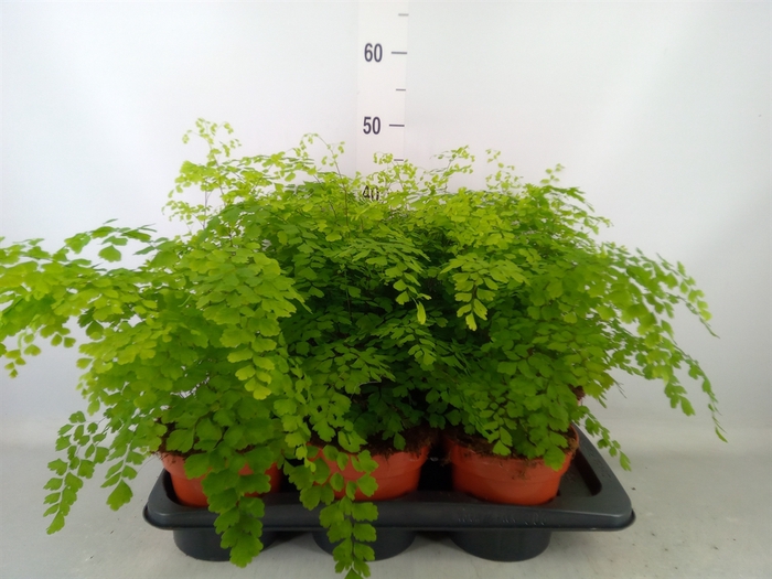 <h4>Adiantum raddi. 'Fragrans'</h4>