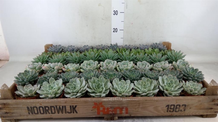 <h4>Echeveria   ...</h4>