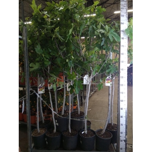 Ficus carica