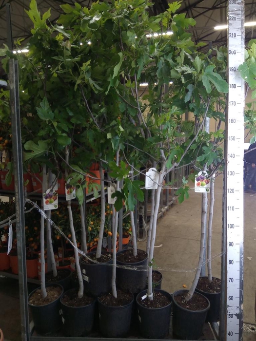 <h4>Ficus carica</h4>