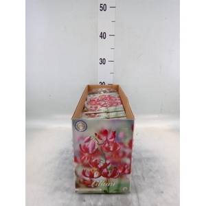 Flowerbulbs, corns or tubers   ...