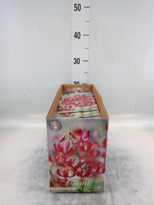 <h4>Flowerbulbs, corns or tubers   ...</h4>