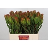 Leucadendron Laurel Yellow