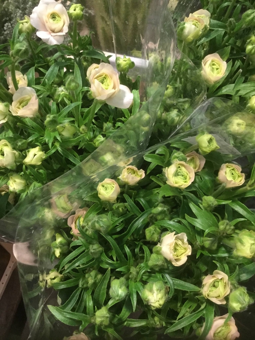 RAN BUTTERFLY ARIADNE