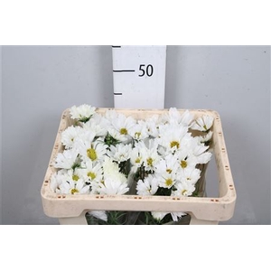 Cosmos Bipin White