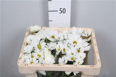 Cosmos Bipin White