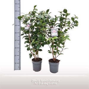 Camellia Jap Bonamiana 25+