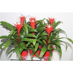 Guzm Hope In Keramiek