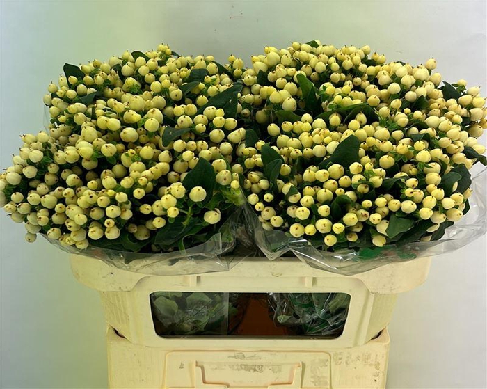 <h4>Hyp Mag Snowprince</h4>