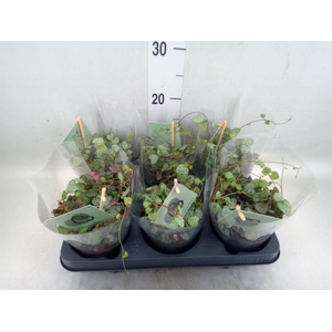 Ceropegia woodii ssp. woodii