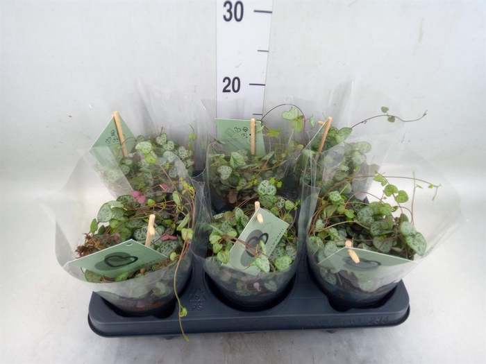 <h4>Ceropegia woodii ssp. woodii</h4>