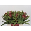 Protea Robijn
