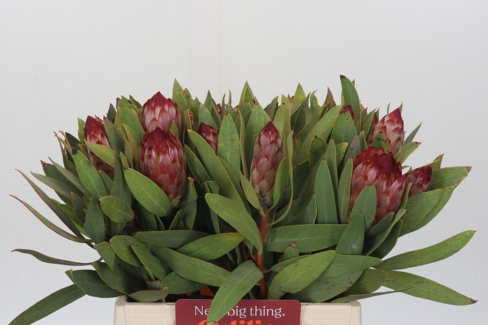 <h4>Protea Robijn</h4>