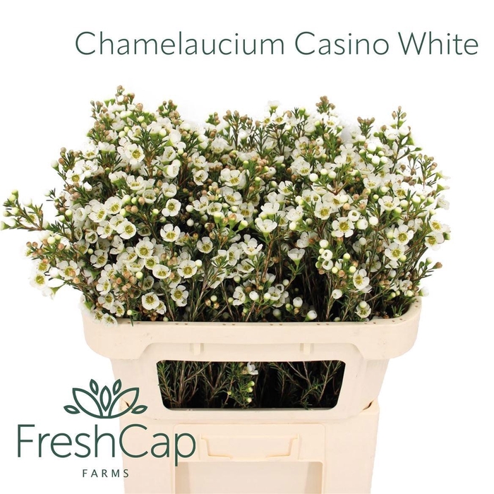 <h4>Chame Un Casin White</h4>
